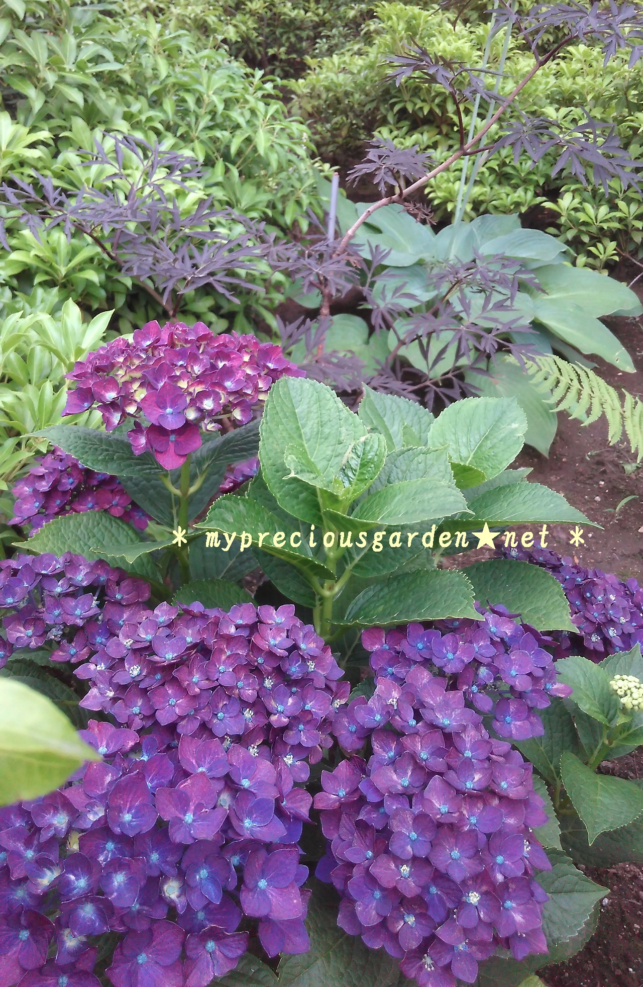 赤色アジサイになってしまった紫陽花たち My Precious Garden 大好きな植物とすごす マイプレシャスガーデン
