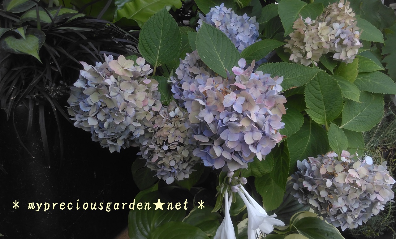 秋色アジサイになってきた我が家の紫陽花２ | ＊ my precious garden 