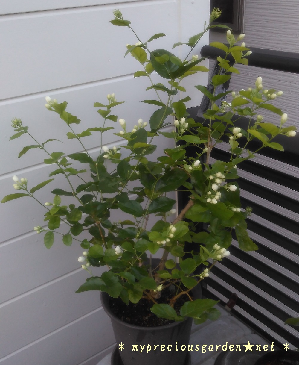 我が家の5種類の茉莉花 マツリカ ピカケ ハワイアンレイフラワー アラビアンジャスミン My Precious Garden 大好きな植物とすごす マイプレシャスガーデン