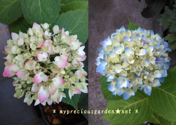 秋色アジサイになってきた我が家の紫陽花２ My Precious Garden 大好きな植物とすごす マイプレシャスガーデン