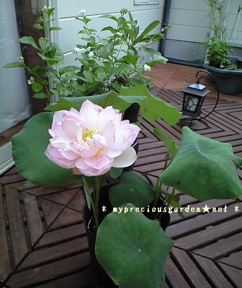 梅雨でも次々に咲く睡蓮と蓮 小型 My Precious Garden 大好きな植物とすごす マイプレシャスガーデン