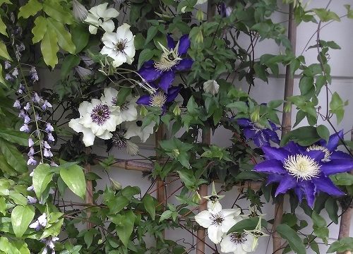 クレマチス テッセンと白王冠 My Precious Garden 大好きな植物とすごす マイプレシャスガーデン