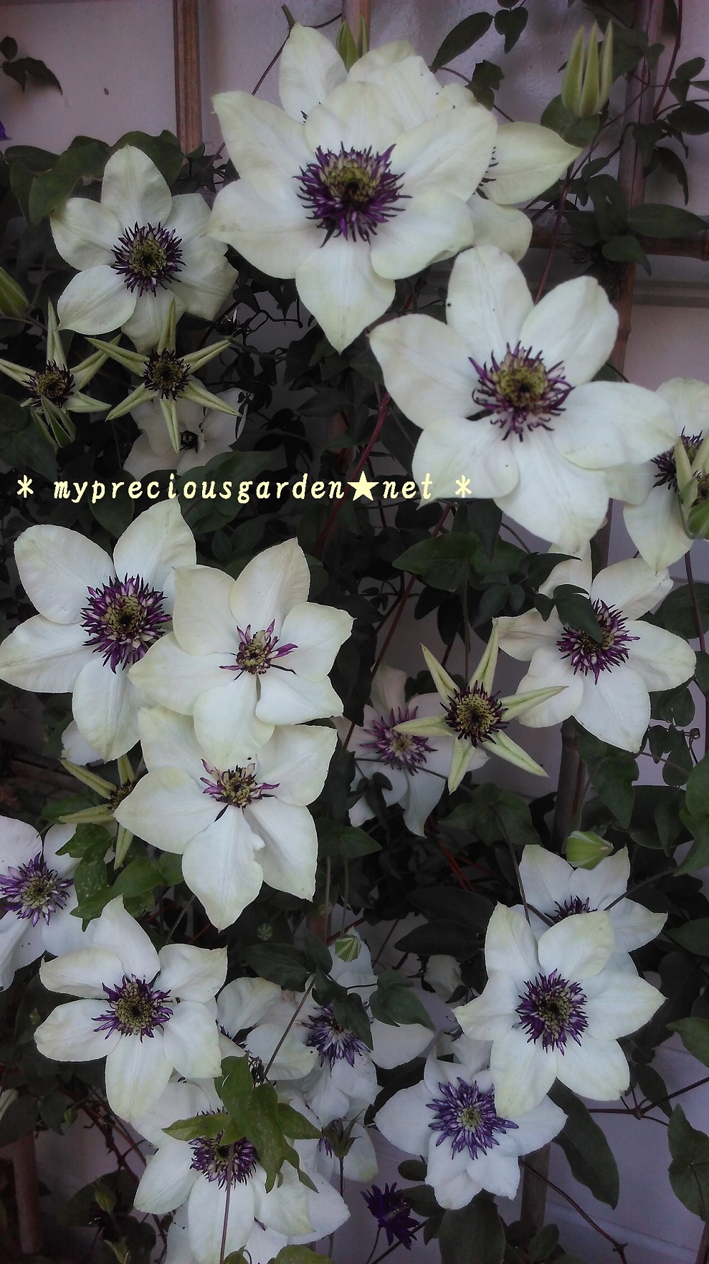 クレマチス テッセンと白王冠 My Precious Garden 大好きな植物とすごす マイプレシャスガーデン