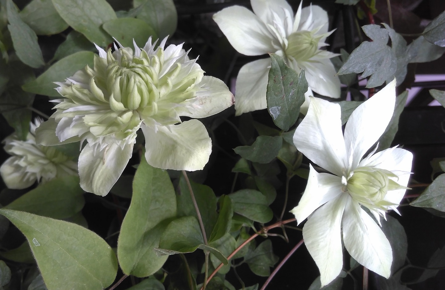 梅雨時のジメジメした空気を吹き飛ばす白い花たち その3 梅雨に咲く白花クレマチス3種 My Precious Garden 大好きな植物とすごす マイプレシャスガーデン