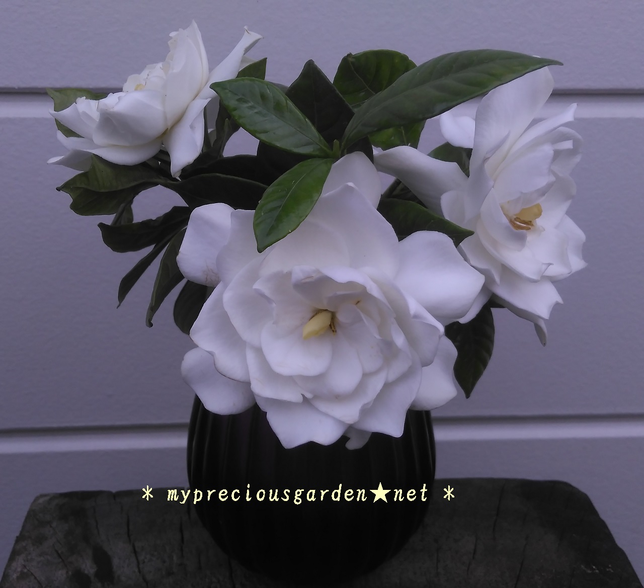 梅雨時のジメジメした空気を吹き飛ばす白い花たち その2 香り高い梅雨時の白花 My Precious Garden 大好きな植物とすごす マイプレシャスガーデン