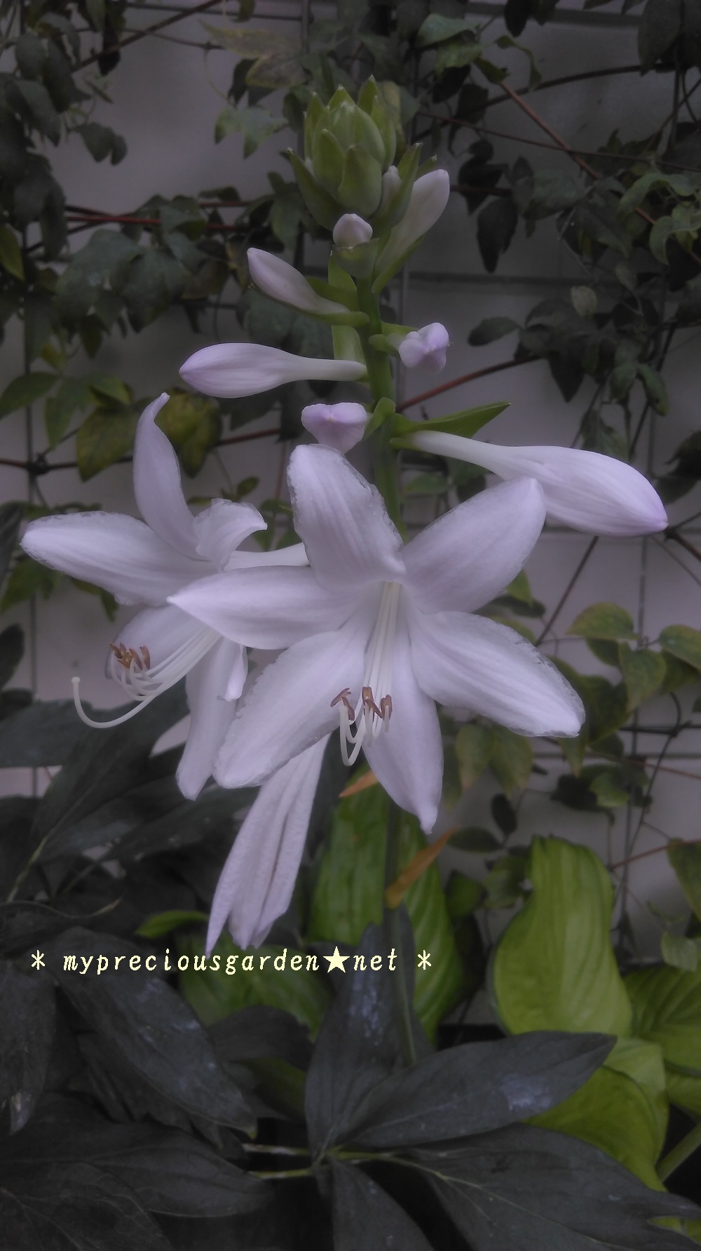 今 丁度周辺に香りを放っている強芳香性の真夏の花 My Precious Garden 大好きな植物とすごす マイプレシャスガーデン