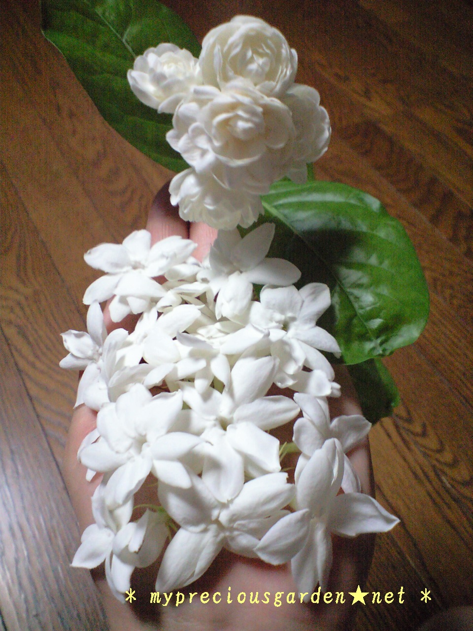 梅雨時のジメジメした空気を吹き飛ばす白い花たち その2 香り高い梅雨時の白花 My Precious Garden 大好きな植物とすごす マイプレシャスガーデン