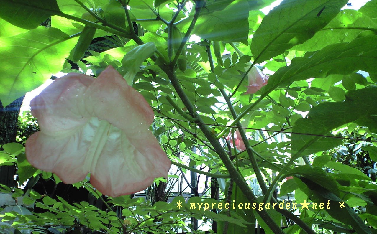 日本の香る真夏の花たち 主に8月以降 盛夏から晩夏の芳香花 東京 神奈川 My Precious Garden 大好きな植物とすごす マイプレシャスガーデン