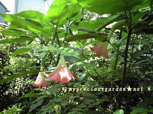 日本の香る真夏の花たち 主に8月以降 盛夏から晩夏の芳香花 東京 神奈川 My Precious Garden 大好きな植物とすごす マイプレシャスガーデン