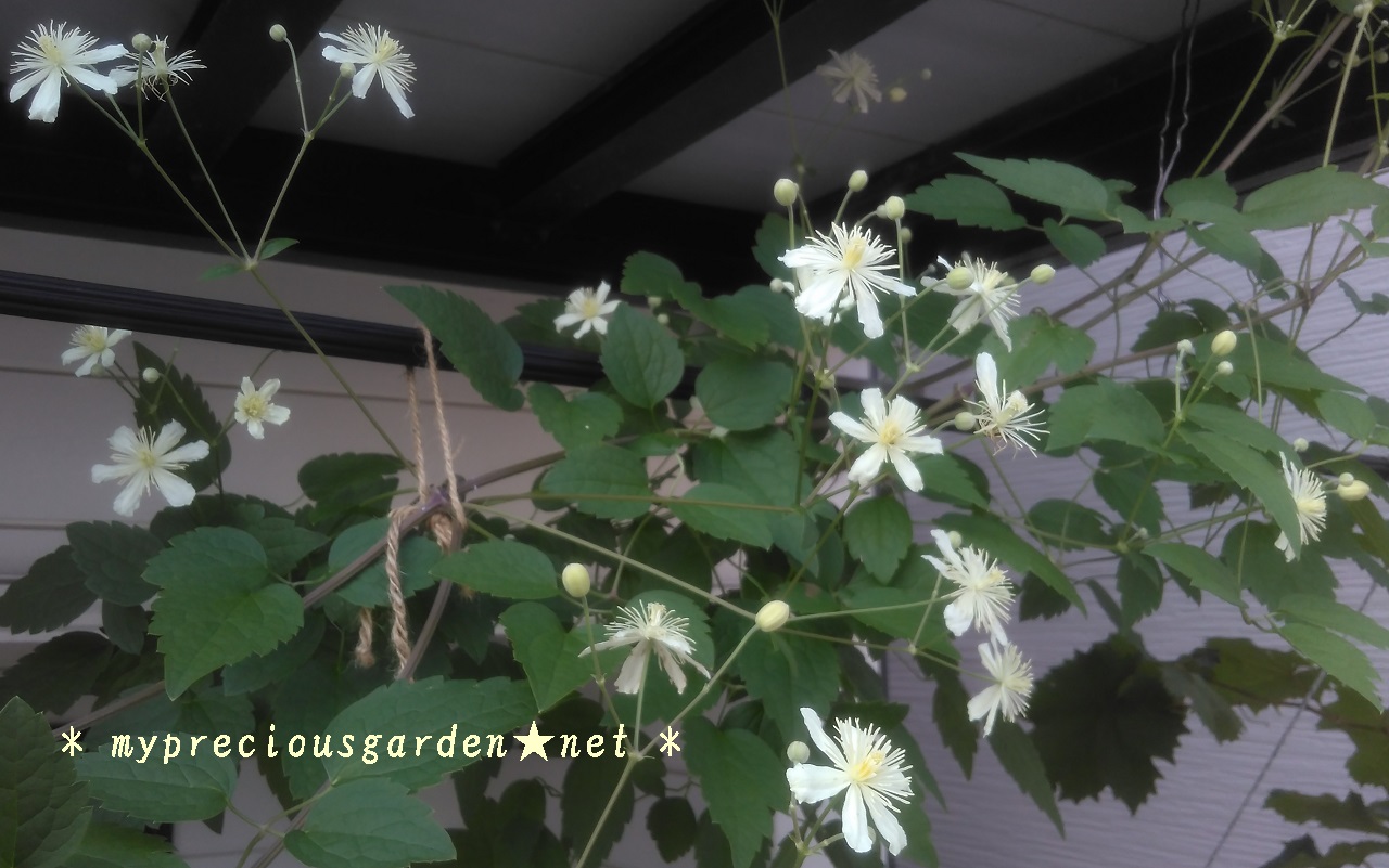 真夏に咲く一季咲き性クレマチス My Precious Garden 大好きな植物とすごす マイプレシャスガーデン