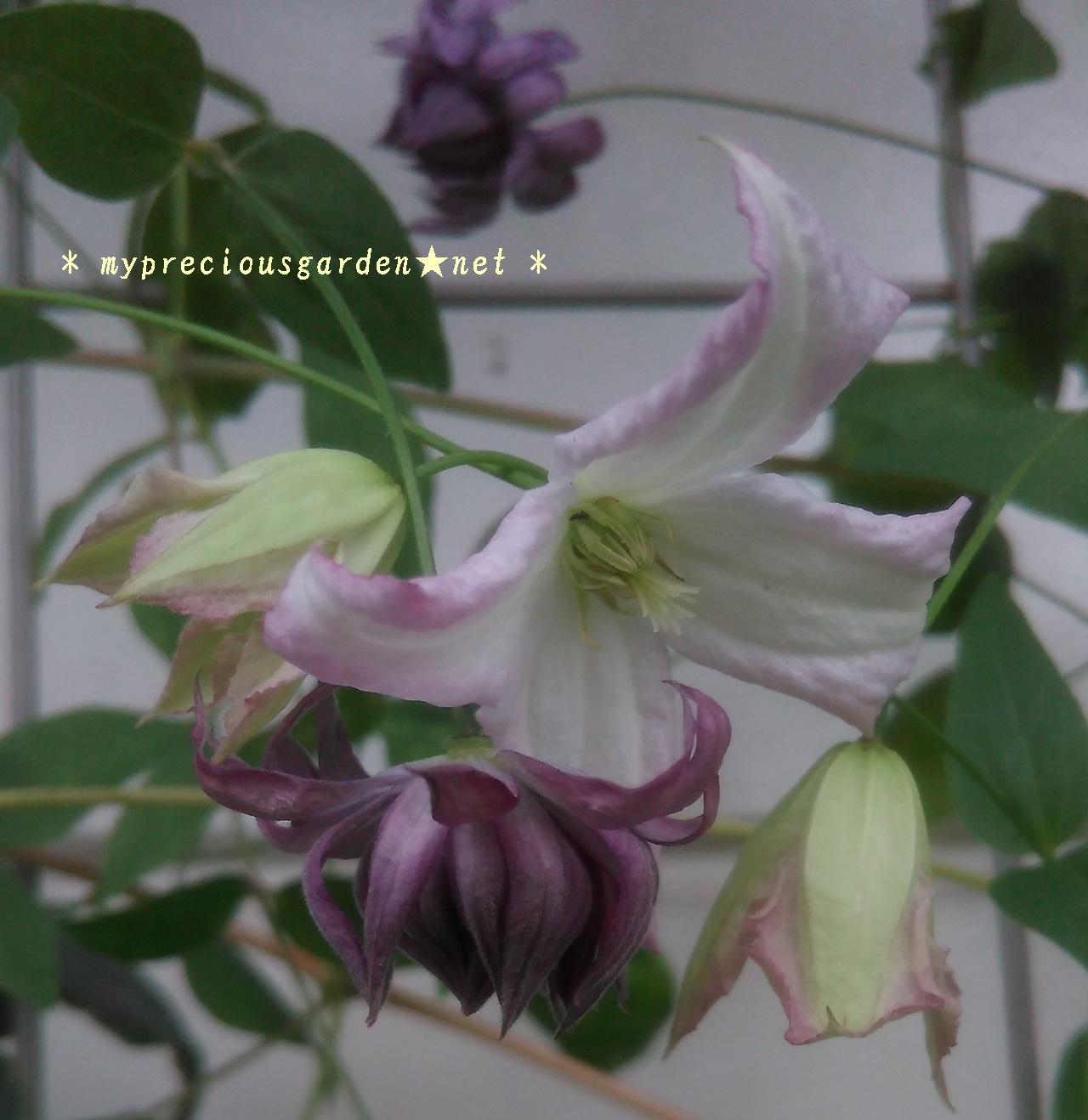 夏に返り咲く四季咲き性クレマチス その1 My Precious Garden 大好きな植物とすごす マイプレシャスガーデン