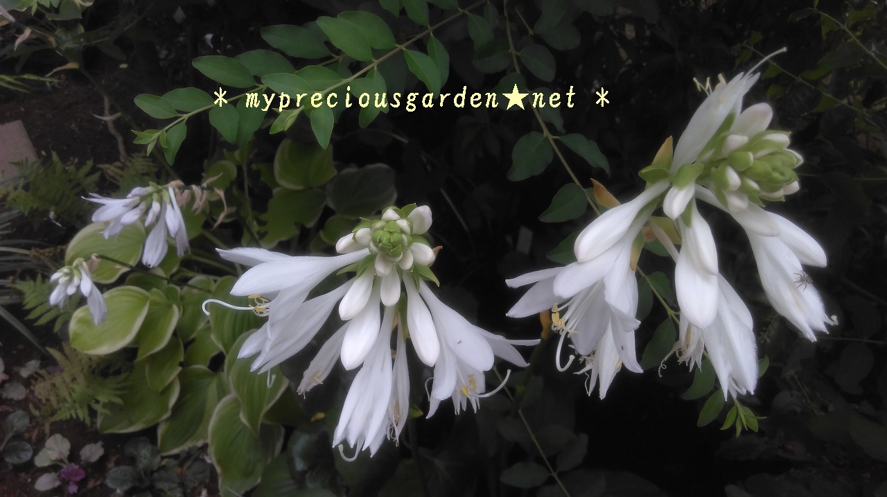 一般的なホスタより遅く8月に見頃を迎える芳香性のホスタ ギボウシ たち My Precious Garden 大好きな植物とすごす マイプレシャスガーデン