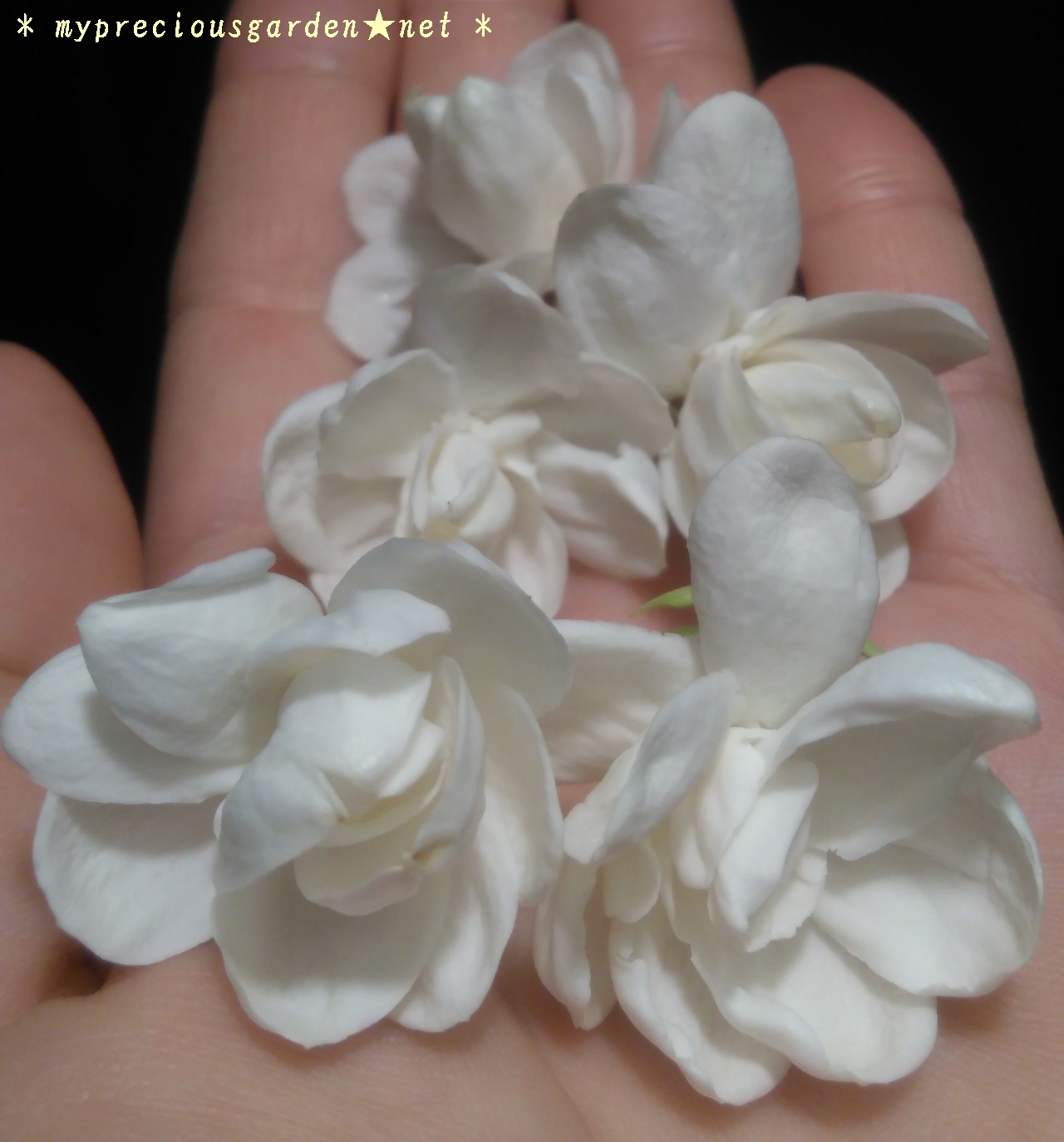 我が家の5種類の茉莉花 マツリカ ピカケ ハワイアンレイフラワー アラビアンジャスミン My Precious Garden 大好きな植物とすごす マイプレシャスガーデン