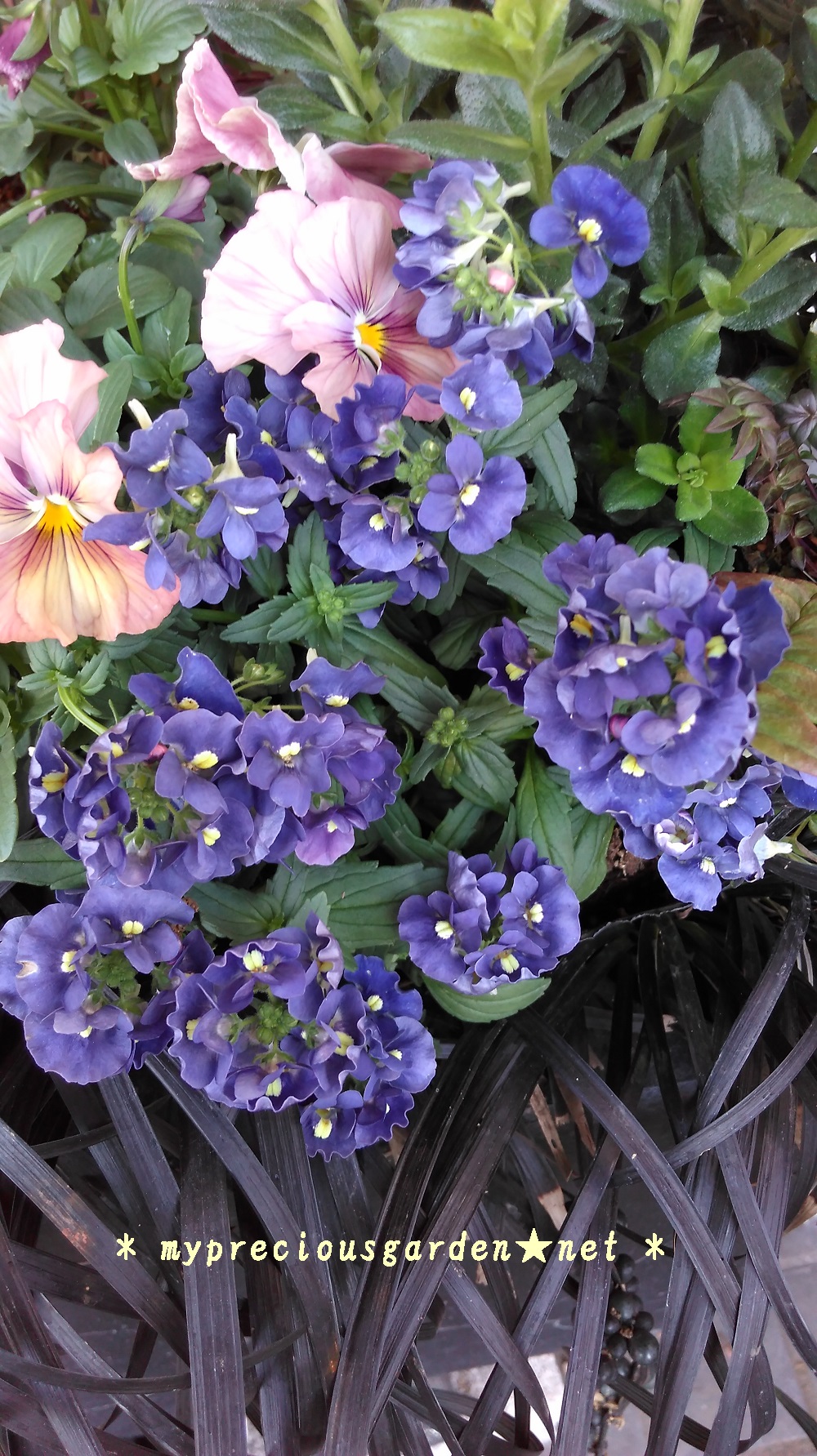 秋冬の香る花苗 その3 ストック アリッサム ネメシア My Precious Garden 大好きな植物とすごす マイプレシャスガーデン