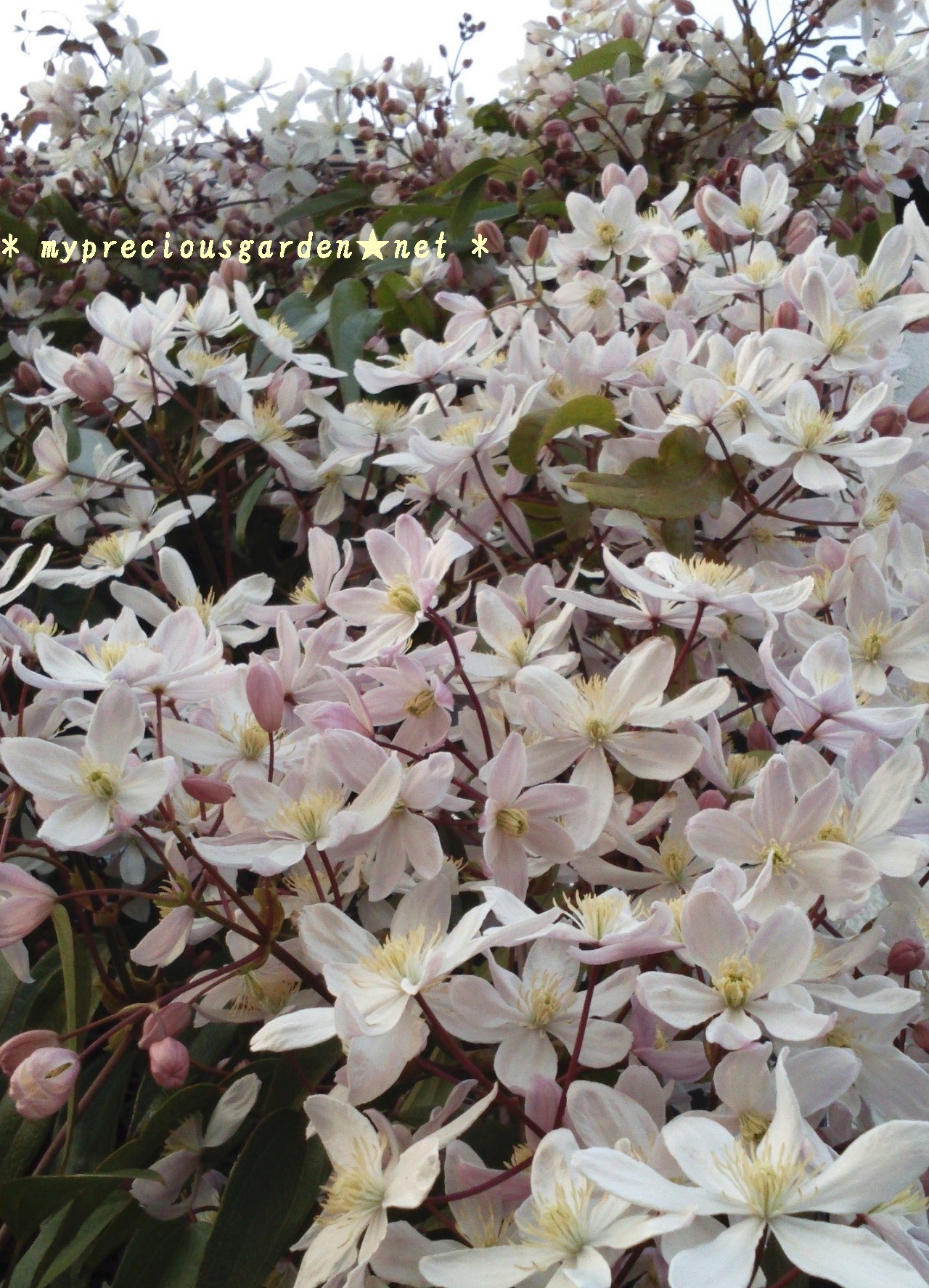 マンディ クレマチス アー 【ブログ】 早春咲きクレマチス・アーマンディ「アップルブロッサム」の蕾が膨らみはじめ、冬咲きクレマチス「アンスンエンシス」が今頃咲き始めました