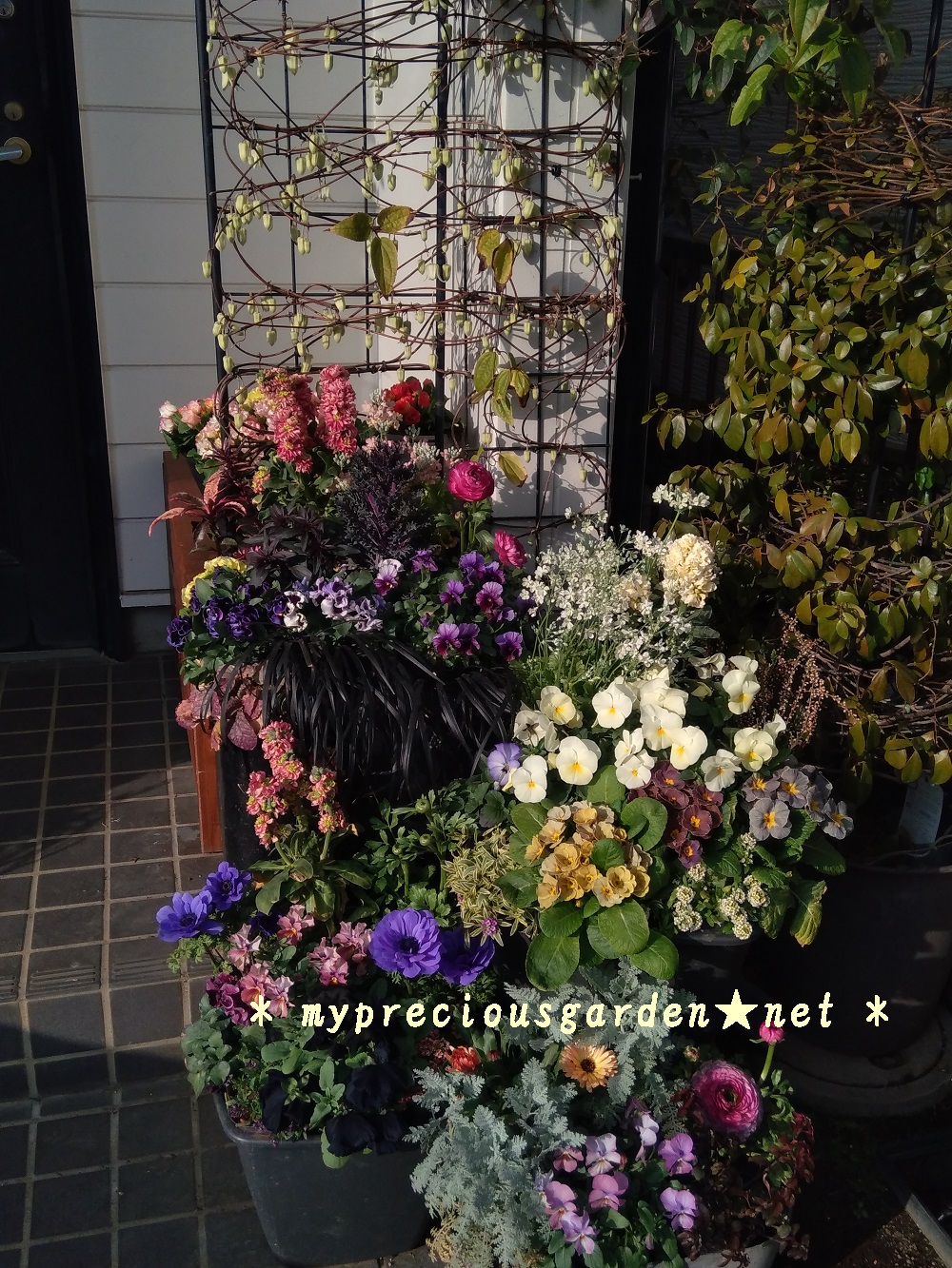 ブログ 花香る冬の玄関 通り過ぎるだけで左右から香りのシャワーが My Precious Garden 大好きな植物とすごす マイプレシャスガーデン
