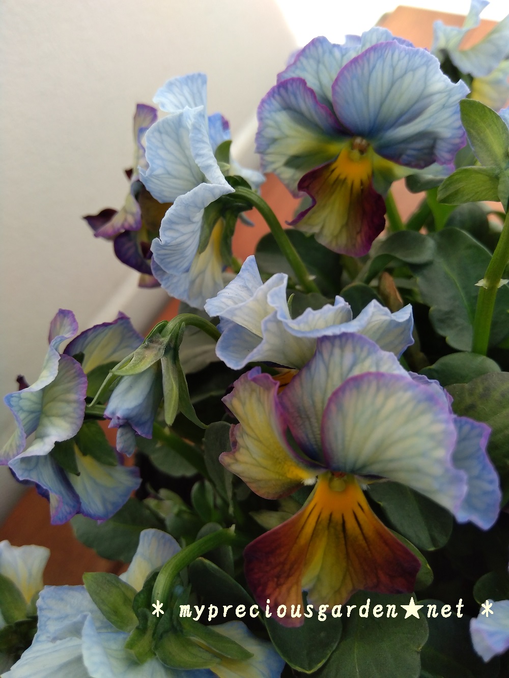 冬の青花 秋 春にかけて咲く青色 水色の花 My Precious Garden 大好きな植物とすごす マイプレシャスガーデン