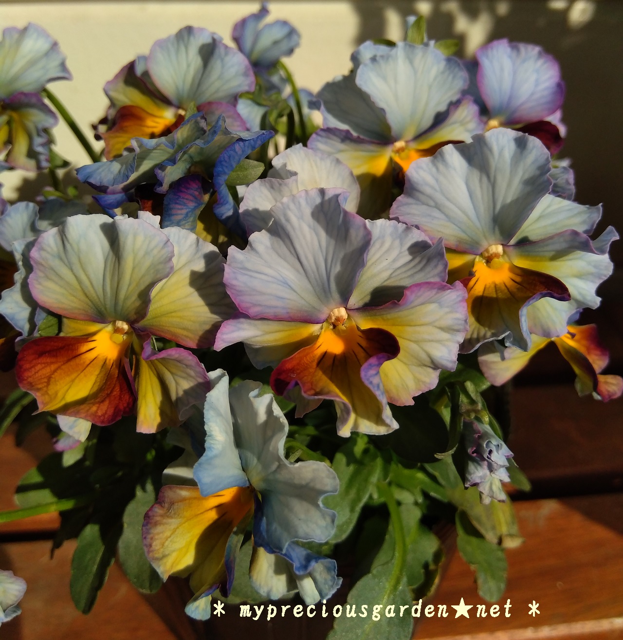 冬の青花 秋 春にかけて咲く青色 水色の花 My Precious Garden 大好きな植物とすごす マイプレシャスガーデン