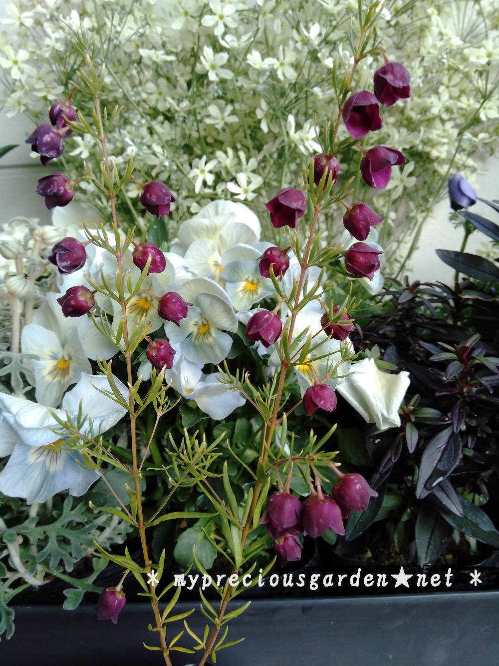 葉よりも花からとても良い香りがするボロニア My Precious Garden 大好きな植物とすごす マイプレシャスガーデン