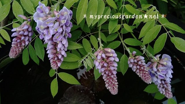 アメリカフジ アメジストフォール クレマチスなど 出張で開花に立ち会えない花たち My Precious Garden 大好きな植物とすごす マイプレシャスガーデン