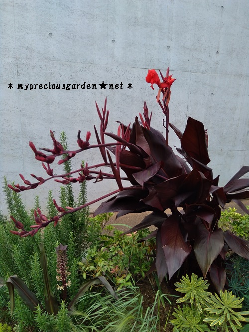 初夏の花 夏の花 続き2 My Precious Garden 大好きな植物とすごす マイプレシャスガーデン