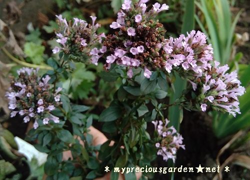 冬のカラーリーフに咲く8月の花 My Precious Garden 大好きな植物とすごす マイプレシャスガーデン