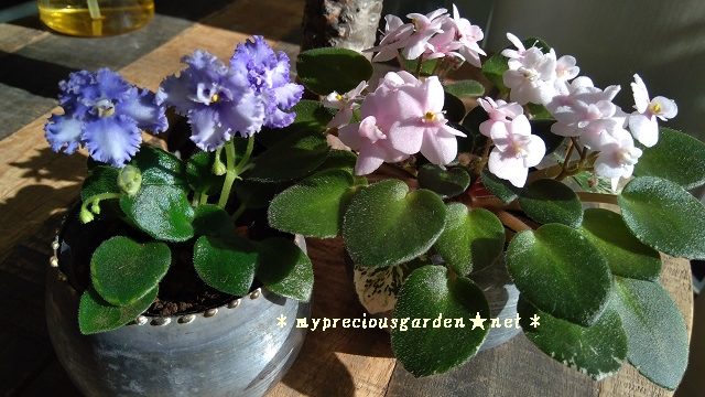 屋内で一年中花が楽しめるミニセントポーリア My Precious Garden 大好きな植物とすごす マイプレシャスガーデン