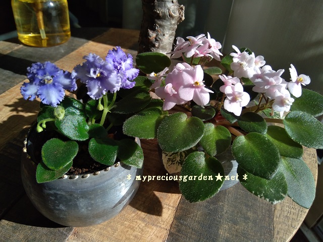 屋内で一年中花が楽しめるミニセントポーリア My Precious Garden 大好きな植物とすごす マイプレシャスガーデン