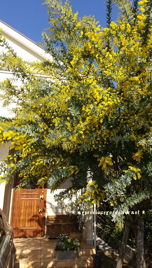ミモザ ギンヨウアカシア mimosa Acacia baileyana