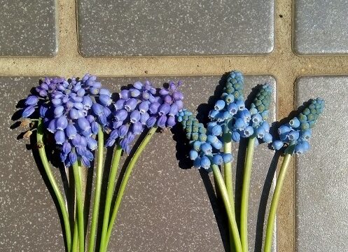 栽培中の春の植物を使った春のお彼岸お供え花考察 My Precious Garden 大好きな植物とすごす マイプレシャスガーデン