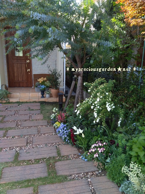 留守にする前に4 7のミモザのお宅の植物をアップ My Precious Garden 大好きな植物とすごす マイプレシャスガーデン