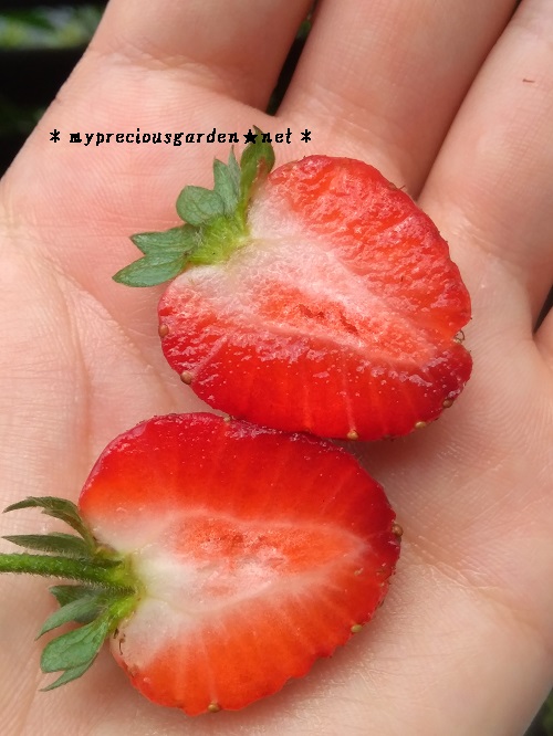 四季生りイチゴ よつぼし 7月の実 中身