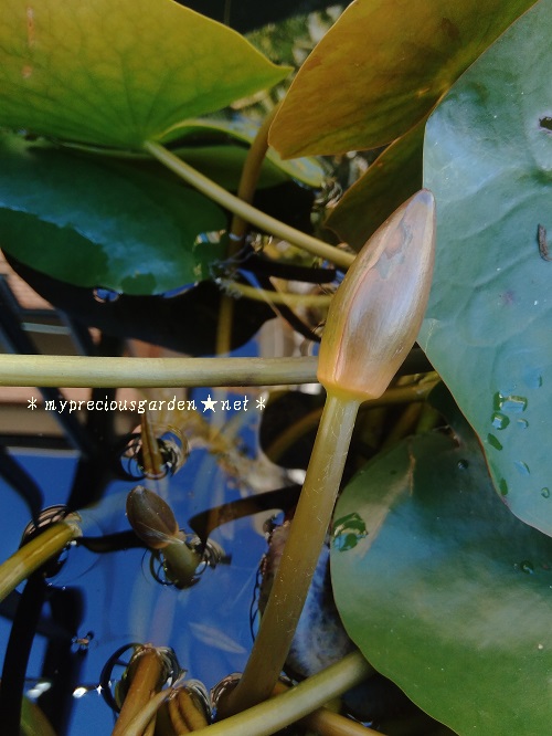 温帯性睡蓮 温帯性スイレン 水蓮 10月・11月の蕾