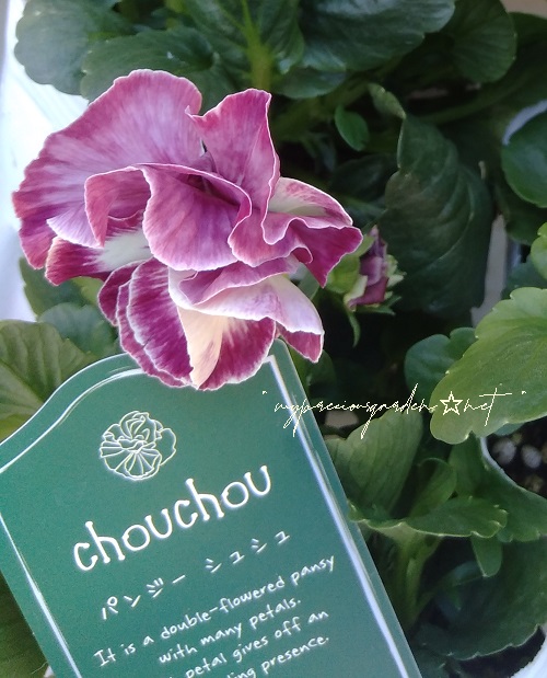 八重パンジー 「 シュシュ 」 double‐flowered panzy 'chouchou'