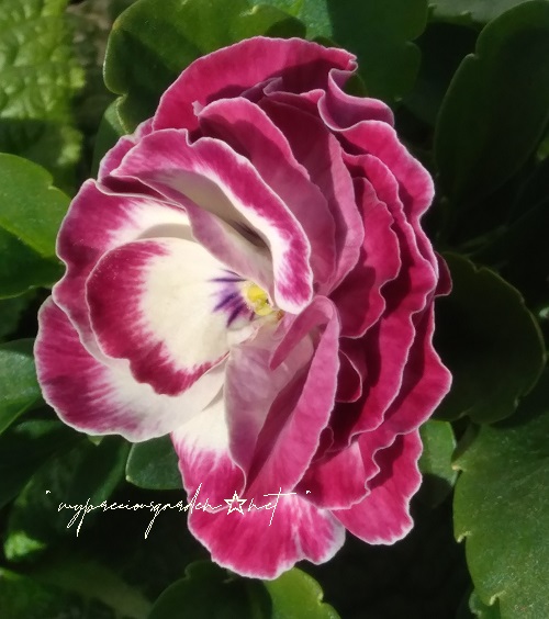 八重パンジー 「 シュシュ 」 double‐flowered panzy 'chouchou' dark pink