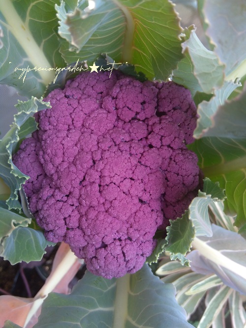 紫 カリフラワー プランター栽培