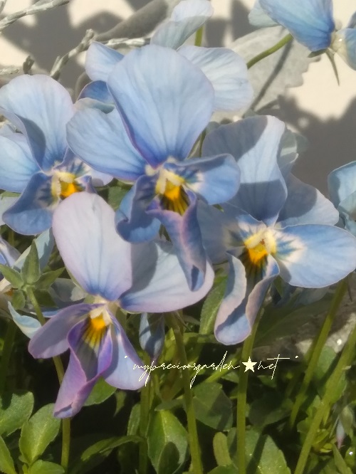 うえたビオラ 青山フラワーマーケット コラボビオラ ブルー 水色 パピヨンワールド  light blue viola