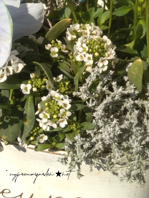 スウィートアリッサム 白 クッションブッシュ white Lobularia hybrid, Calocephalus brownii