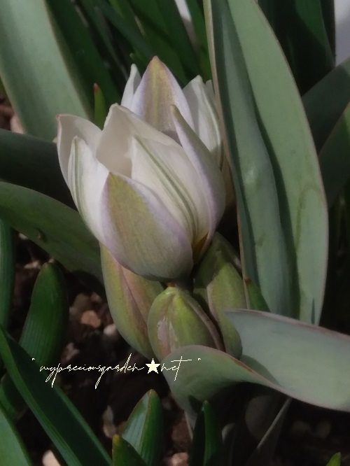 原種チューリップ 「ポリクロマ」 Tulipa 'polychroma'