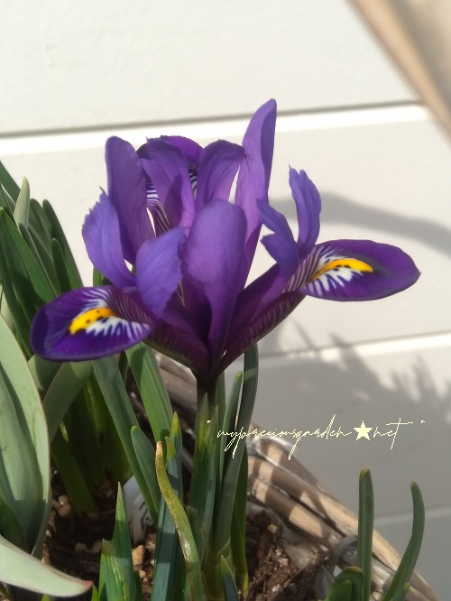イリス アイリス レティキュラータ ブルーヒル ミニアイリス Iris reticulata 'Blue Hill'