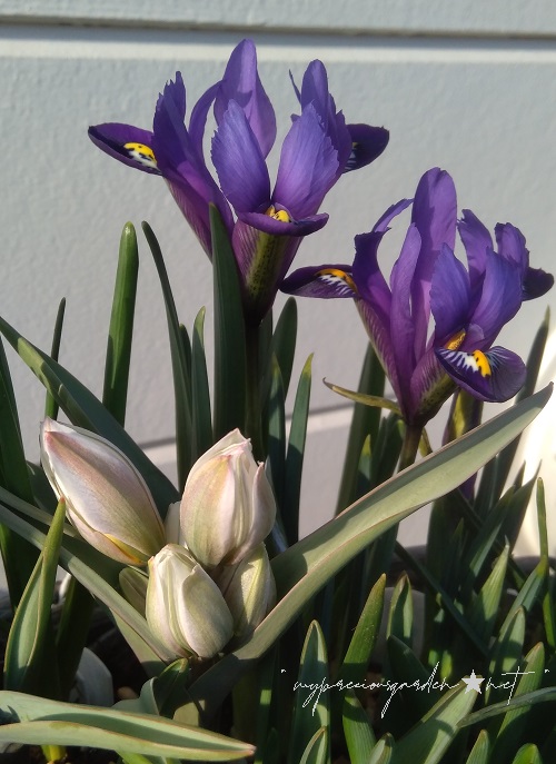 原種チューリップ 「 ポリクロマ 」 イリス アイリス レティキュラータ 「 ブルーヒル 」 ミニアイリス  Tulipa 'polychroma' Iris reticulata 'Blue Hill'