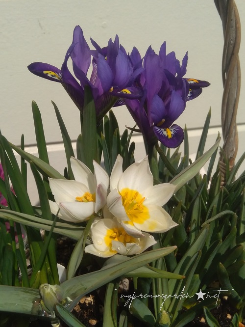 原種チューリップ 「 ポリクロマ 」 イリス アイリス レティキュラータ 「 ブルーヒル 」 ミニアイリス  Tulipa 'polychroma' Iris reticulata 'Blue Hill'