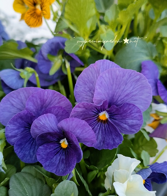 パンジー ビオラ ブルー 青 紫 blue panzy viora