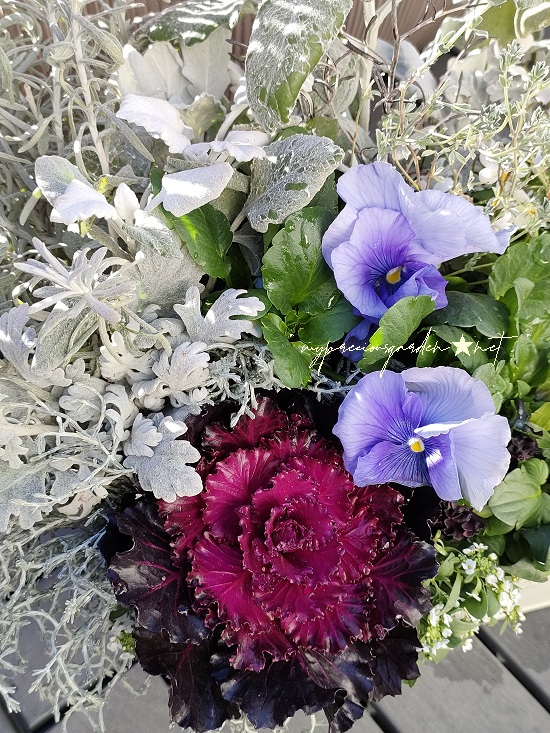 葉牡丹 光子ロイヤル 寄せ植え winter container pansy burgundy bourgogne flowering kale 