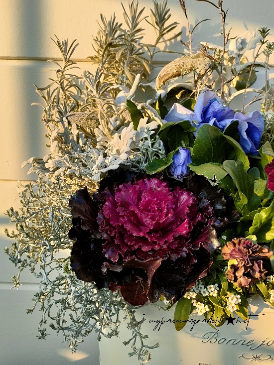 葉牡丹 光子ロイヤル 寄せ植え winter container pansy burgundy bourgogne flowering kale