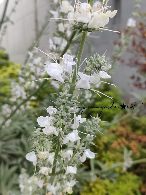 ホワイトセージ 花 Salvia apiana
