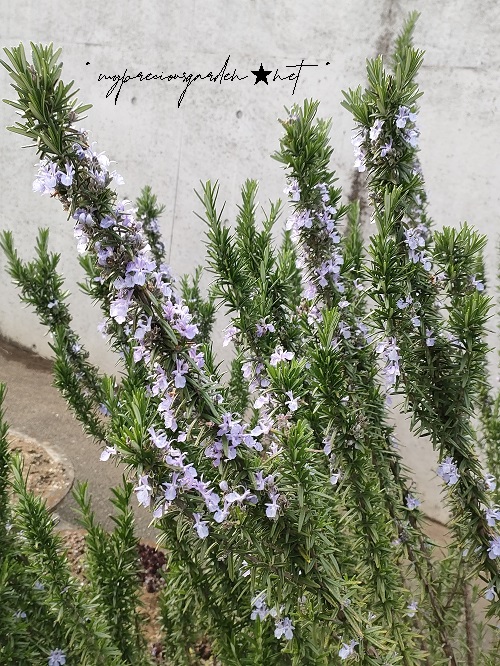 ローズマリー トスカーナブルー Rosemary Salvia rosmarinus ‘tuscan blue’