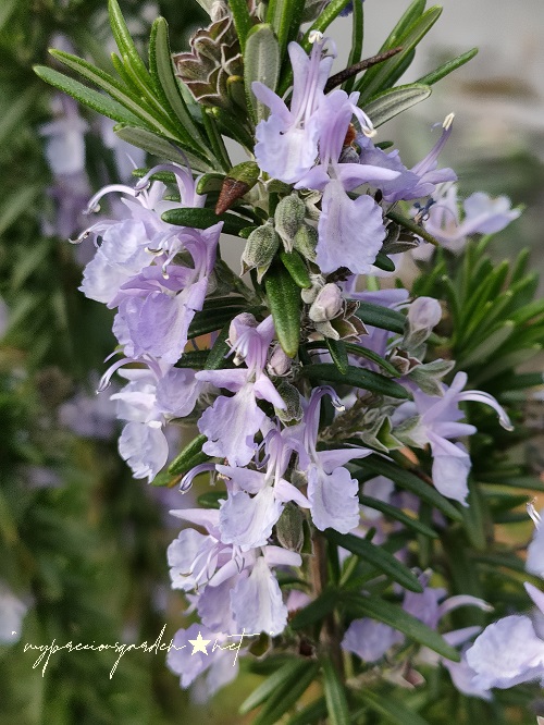 ローズマリー トスカーナブルー  花 Rosemary Salvia rosmarinus ‘tuscan blue’