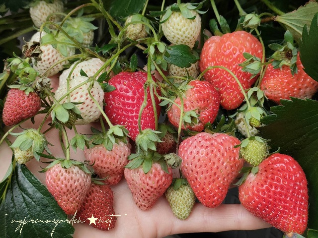 デルモンテ めちゃデカ！いちご strawberry HD06-11 夏